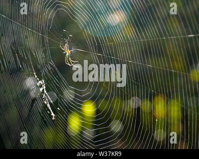 Eine Spinne auf dem Web mit verschwommenen Hintergrund horizontal Stockfoto