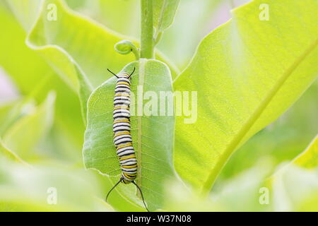 Monarch butterfly Caterpillar senkrecht Sitzen auf einem milkweed Blatt, wie es es isst Stockfoto