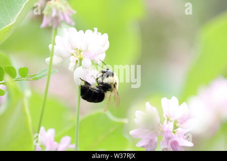 Nahaufnahme von einer Hummel Fütterung auf einer der vielen rosa Blüten Stockfoto