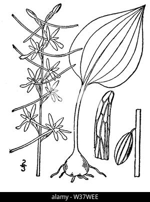 Botanische Illustration von Tipularia verfärben von 1913. Stockfoto