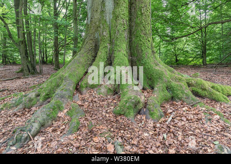 Alte Buche in Deutscher Wald Stockfoto