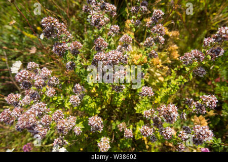 Wilder Majoran, Origanum vulgare, und andere wilde Blumen wachsen an der Seite der 354 Straße vor Weymouth. Dorset England UK GB Stockfoto