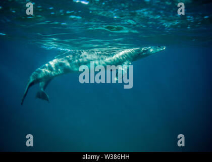 Flasche Nase Delphine schwimmen unter Wasser in der Nähe der Oberfläche Stockfoto