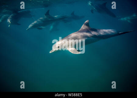 Flasche Nase Delphine schwimmen unter Wasser in der Nähe der Oberfläche Stockfoto