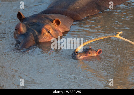 Afrika, Sambia South Luangwa National Park. Mutter Nilpferd mit Tage altes Baby (WILD: Hippopotamus amphibius) im Fluss. Stockfoto