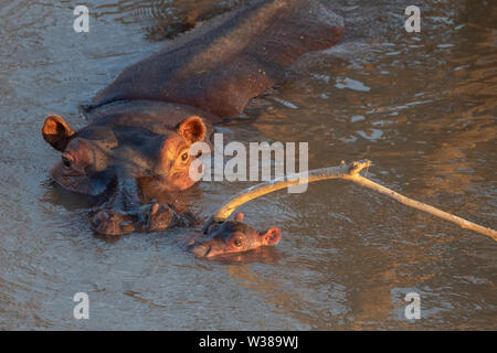 Afrika, Sambia South Luangwa National Park. Mutter Nilpferd mit Tage altes Baby (WILD: Hippopotamus amphibius) im Fluss. Stockfoto