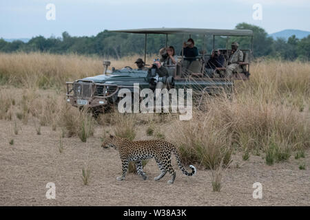 Afrika, Sambia South Luangwa National Park. African Leopard (Panthera pardus) WILD: Vor Mfuwe Lodge Safari Jeep. Stockfoto