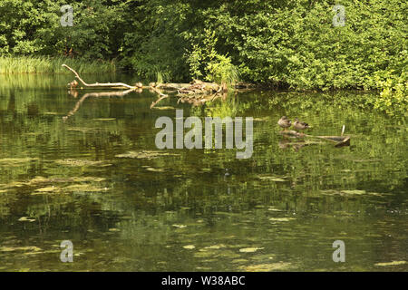 Weißen See in Gatschina Palace Park. Russland Stockfoto