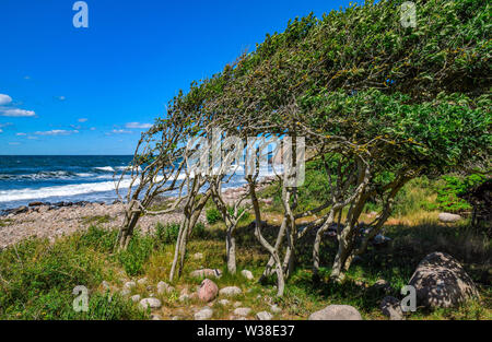 05 Juli 2019, Dänemark, Spøttrup: ein Wald in der Nähe der Ruine der mittelalterlichen Festung Hammershus an der nordwestlichen Spitze der dänischen Ostsee Insel. Die Insel Bornholm ist, zusammen mit den vorgelagerten Archipel Ertholmene, die östlichste Insel Dänemarks. Dank seiner Lage, der Insel Bornholm zählt viele Sonnenstunden. Foto: Patrick Pleul/dpa-Zentralbild/ZB Stockfoto