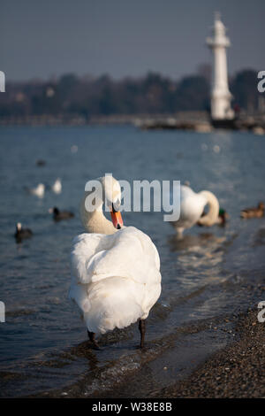 White Swan am Ufer des Genfer Sees in der Nähe des Leuchtturms von PAQUIS Stockfoto
