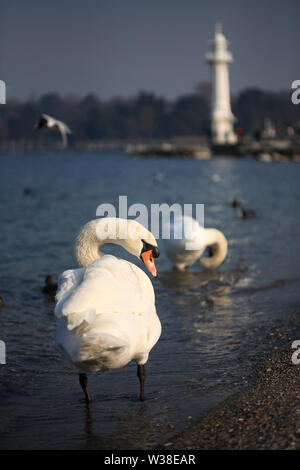 White Swan am Ufer des Genfer Sees in der Leuchtturm Stockfoto