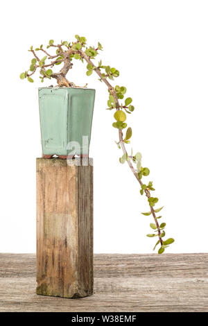 Jade Tree (Portulacaria afra) Bonsai in einem grünen Topf Stockfoto