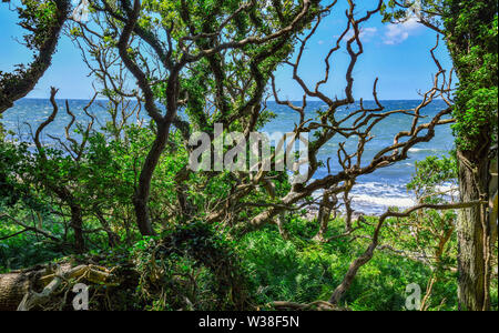 05 Juli 2019, Dänemark, Spøttrup: ein Wald in der Nähe der Ruine der mittelalterlichen Festung Hammershus an der nordwestlichen Spitze der dänischen Ostsee Insel. Die Insel Bornholm ist, zusammen mit den vorgelagerten Archipel Ertholmene, die östlichste Insel Dänemarks. Dank seiner Lage, der Insel Bornholm zählt viele Sonnenstunden. Foto: Patrick Pleul/dpa-Zentralbild/ZB Stockfoto