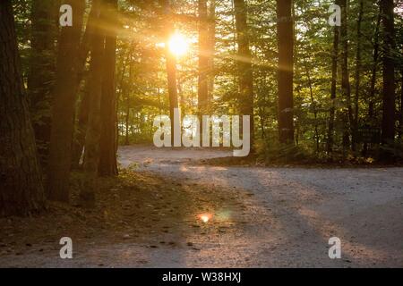 Kurvige Straße in der Mitte des Waldes Bäume auf Die Sonne scheint durch die Bäume Stockfoto