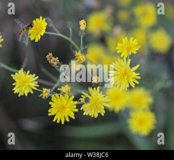 Nahaufnahme der glatten hawksbeard, Crepis capillaris, blühen im Sommer Stockfoto