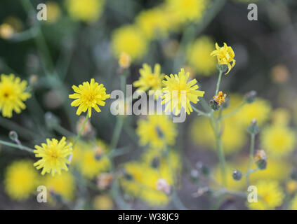 Nahaufnahme der glatten hawksbeard, Crepis capillaris, blühen im Sommer Stockfoto