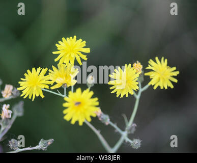 Nahaufnahme der glatten hawksbeard, Crepis capillaris, blühen im Sommer Stockfoto