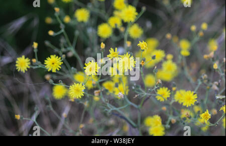 Nahaufnahme der glatten hawksbeard, Crepis capillaris, blühen im Sommer Stockfoto