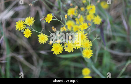 Nahaufnahme der glatten hawksbeard, Crepis capillaris, blühen im Sommer Stockfoto