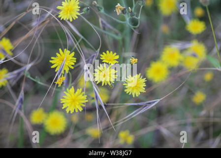 Nahaufnahme der glatten hawksbeard, Crepis capillaris, blühen im Sommer Stockfoto
