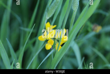 Nahaufnahme der Lotus corniculatus Blume, allgemeinen Namen gehören der gemeinsamen Vogel foot Trefoil, Eier und Speck und nur Bird's Foot trefoil Stockfoto