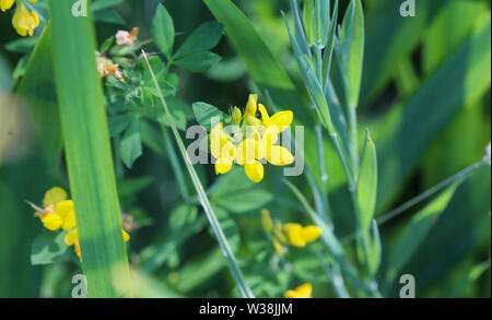 Nahaufnahme der Lotus corniculatus Blume, allgemeinen Namen gehören der gemeinsamen Vogel foot Trefoil, Eier und Speck und nur Bird's Foot trefoil Stockfoto