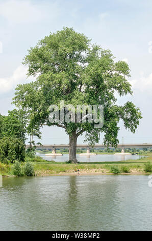 Iconic Pappel in den Auen des Flusses IJssel in der Nähe von Deventer, Niederlande, mit der S-Bahn Brücke im Hintergrund Stockfoto