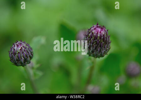 Nahaufnahme von Creeping thistle Knospen, Cirsium arvense Stockfoto