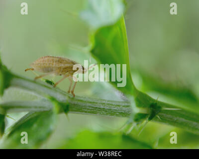 Haarige Shieldbug Nymphe (Dolycoris baccarum) auf schleichende - Distel Pflanze Stockfoto