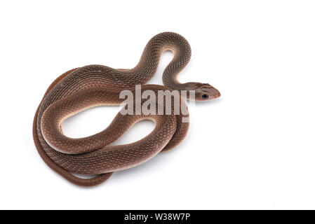 Die Bemoosten Neukaledonischen gecko auf weißem Hintergrund Stockfoto