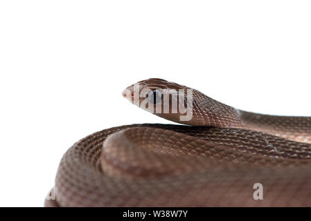 Die Bemoosten Neukaledonischen gecko auf weißem Hintergrund Stockfoto