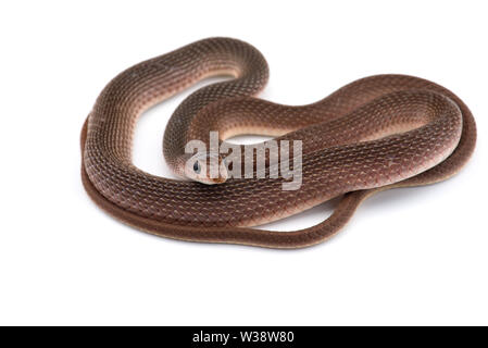 Die Bemoosten Neukaledonischen gecko auf weißem Hintergrund Stockfoto