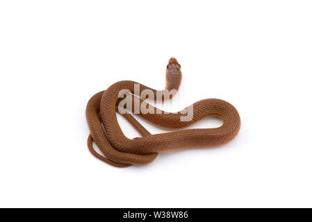 Die Bemoosten Neukaledonischen gecko auf weißem Hintergrund Stockfoto