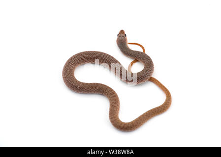 Die Bemoosten Neukaledonischen gecko auf weißem Hintergrund Stockfoto