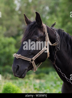 Porträt einer wunderschönen schwarzen Pferd gegen grüne Feld. Pferde Kopf. Stockfoto