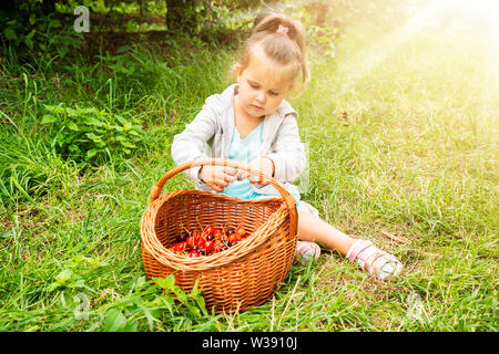 Mädchen, frisch gepflückt Kirschen in den Warenkorb. Stockfoto