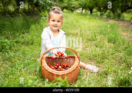 Mädchen, frisch gepflückt Kirschen in den Warenkorb. Stockfoto