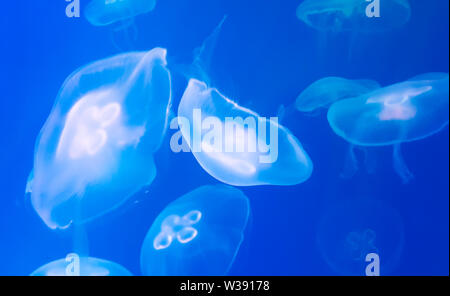 Qualle ist kostenlos - Schwimmen marine Polypen mit einem jellylike Bell - oder Untertasse geformten Körper, der in der Regel transparent ist. Stockfoto