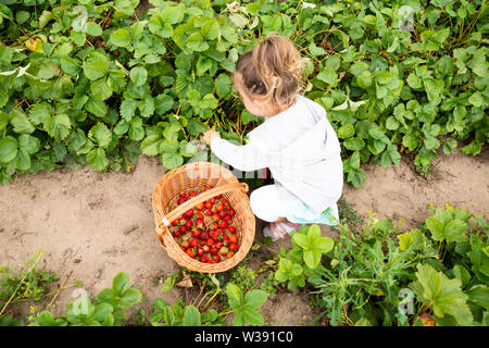 Süße Mädchen Kommissionierung Erdbeeren im Garten Stockfoto