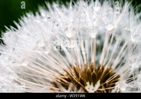 Taraxacum Officinale, Crepidinae, Asteraceae, Makro Foto von einem Löwenzahn Blume mit Fokus auf die Samen Stockfoto