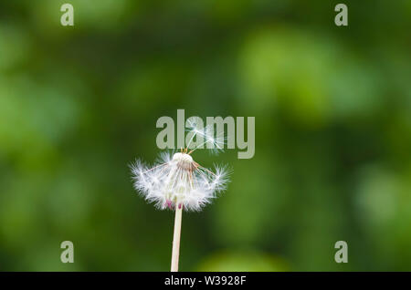Blühende Löwenzahn, trockener Wind Samen, Frühling und Sommer Reproduktion von Grasland geblasen. Organisches Wachstum. Stockfoto