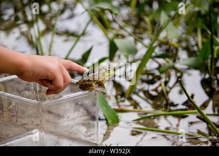 Mädchen versuchen, einen grünen Frosch auf einem sitzen berühren Glas in der Nähe des Wassers Stockfoto