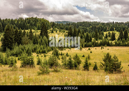 Wald Wald Landschaft. Pinien auf der grünen Wiese. Tara National Park. Stockfoto