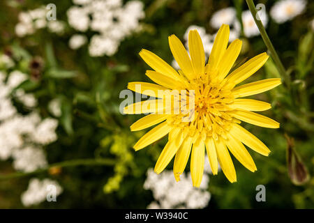 Wilde gelbe Blume Hieracium haarige Habichtskraut auf der grünen Wiese Stockfoto