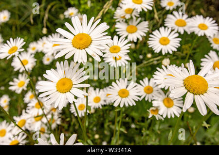 Natur und Garten Konzept. Wild White Daisy Blumen auf grünem Berg Wiese. Stockfoto