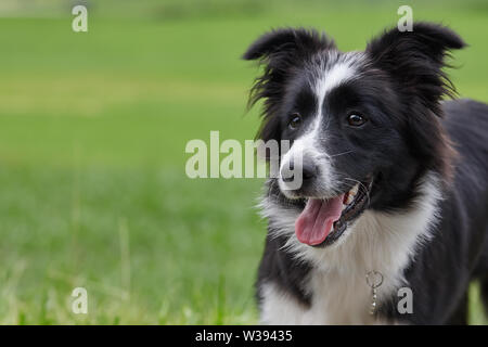 Junge schwarze und weiße Border Collie dog portrait Stockfoto