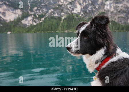 Junger Hund im Boot auf dem See Hintergrund Stockfoto