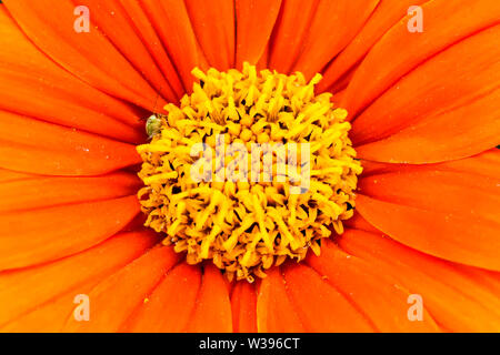 Orange Mexikanische Sonnenblume (Tithonia rotundifolia) oder Fiesta del Sol Blüte Detail Makro Foto mit herrlichem intensiv orange Farben und kleinen grünen Flor Stockfoto