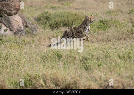 Jährling Gepard läuft, Serengeti National Park, Tansania Stockfoto