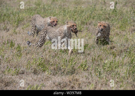 Geparden, die Beute, Serengeti National Park, Tansania Stockfoto